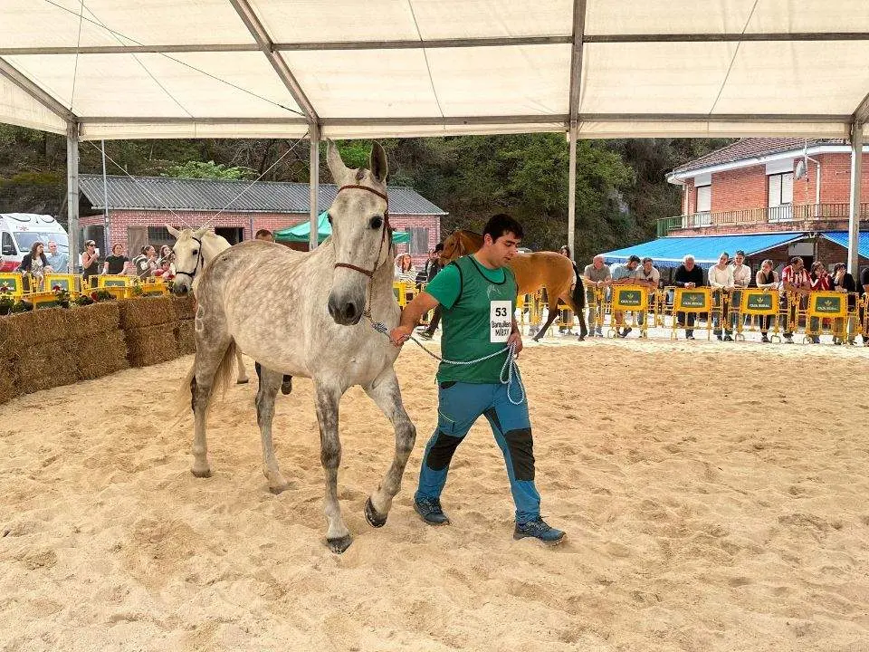 concurso-exposicion-caballo-cangas-onis-30