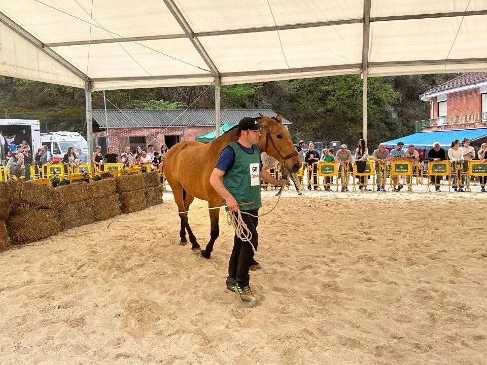 concurso-exposicion-caballo-cangas-onis-32