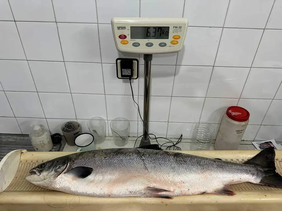 campanu-sella-2024-07