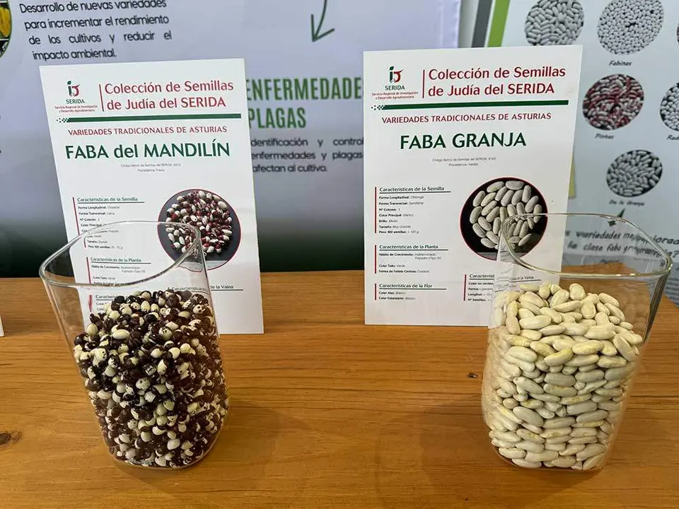 fabes-villaviciosa-2024-12