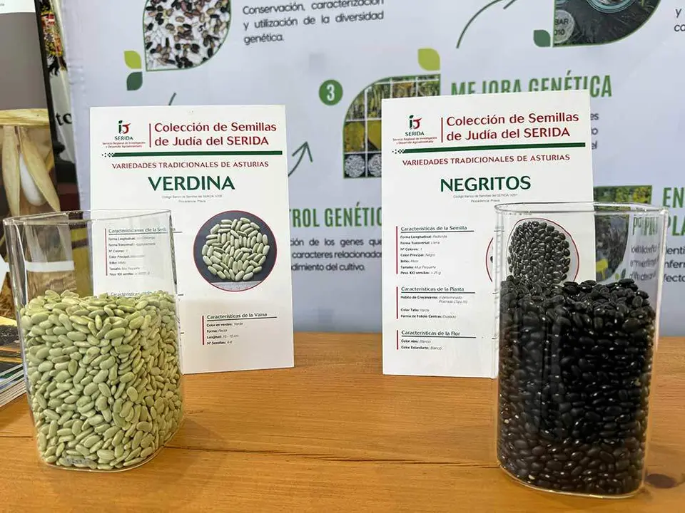 fabes-villaviciosa-2024-13