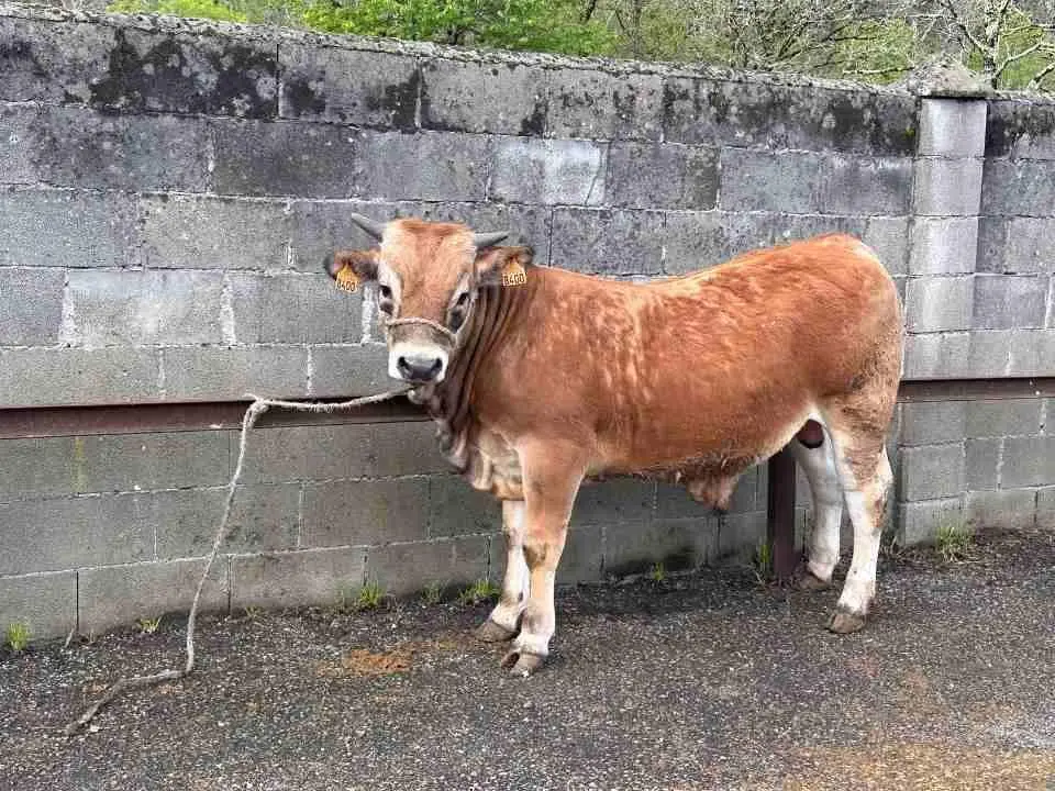 feria-santillan-primavera-8