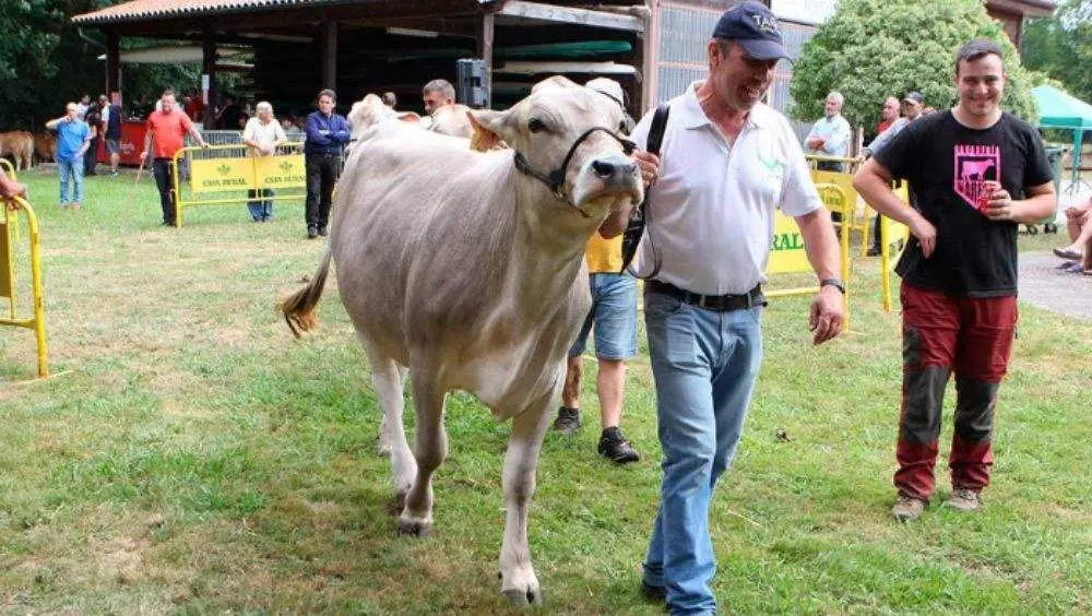 Vaca en una feria de ganado
