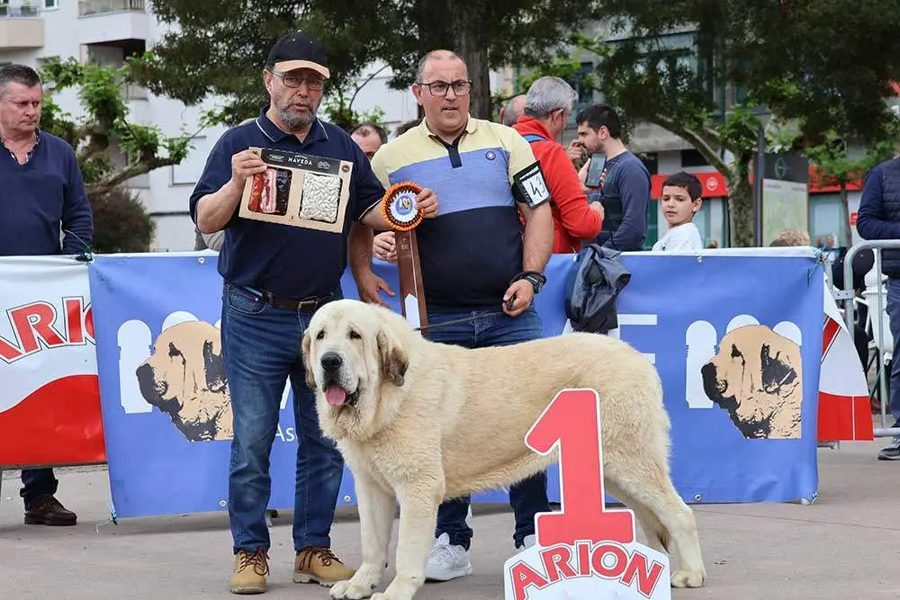 mastin-arriondas-2024-02