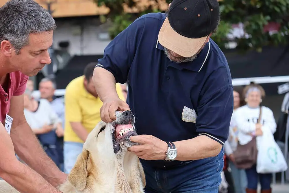 mastin-arriondas-2024-07