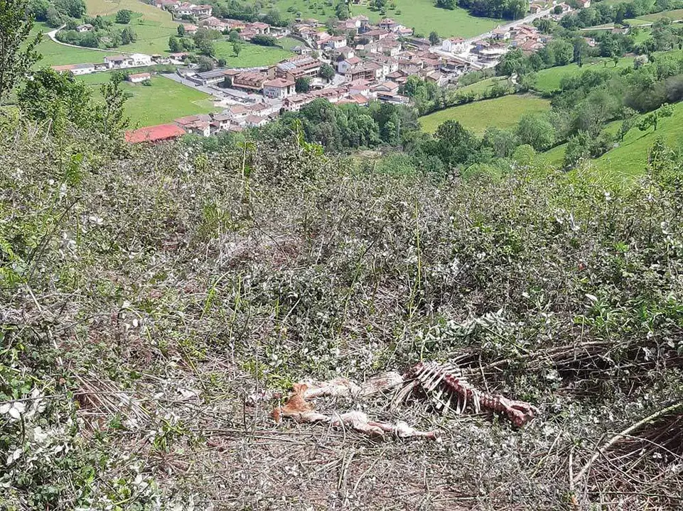 ataque-lobo-onis-benia