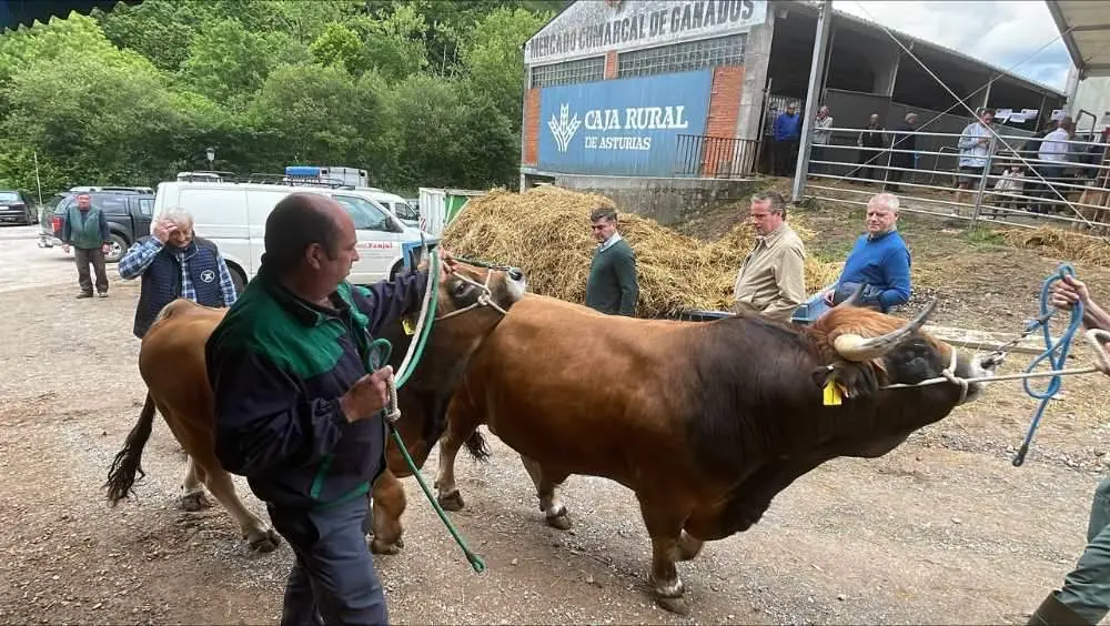 ayudas-ehe-principado-asturias