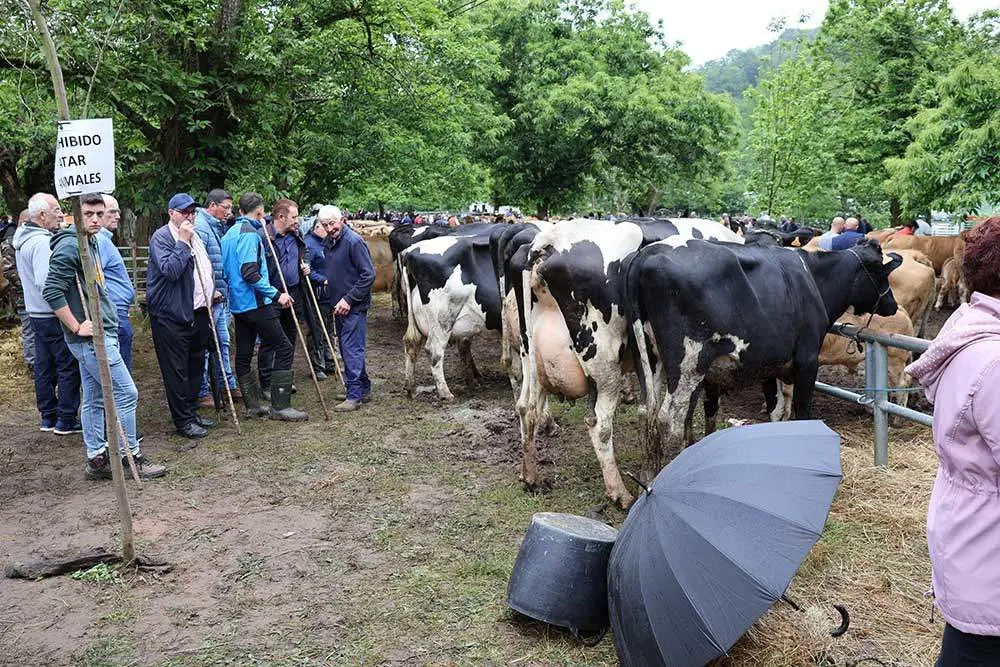 feriona-corao-2024-08