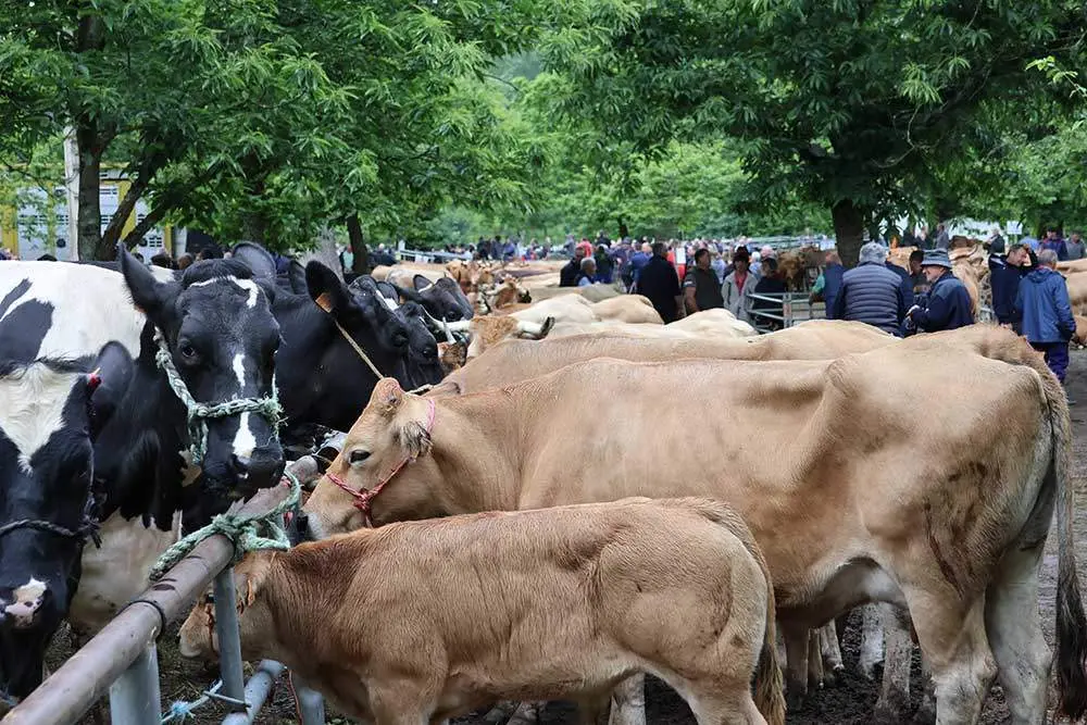 feriona-corao-2024-10