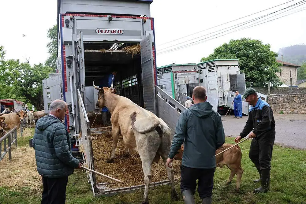 feriona-corao-2024-16