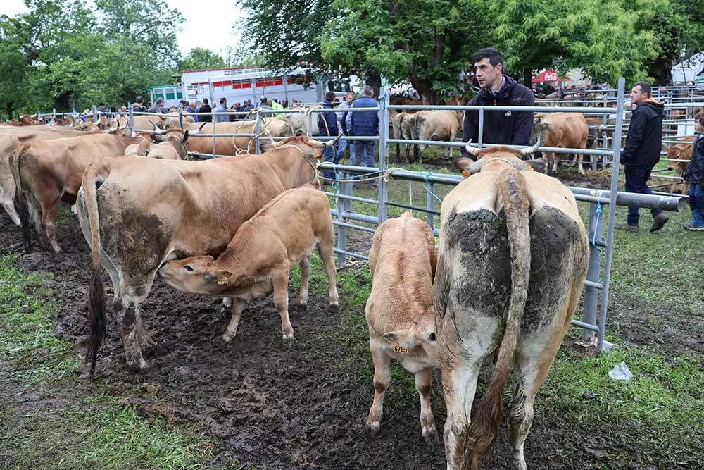 feriona-corao-2024-17