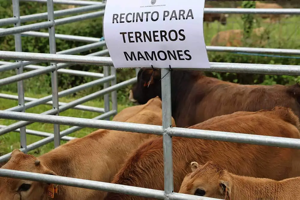 feriona-corao-2024-21