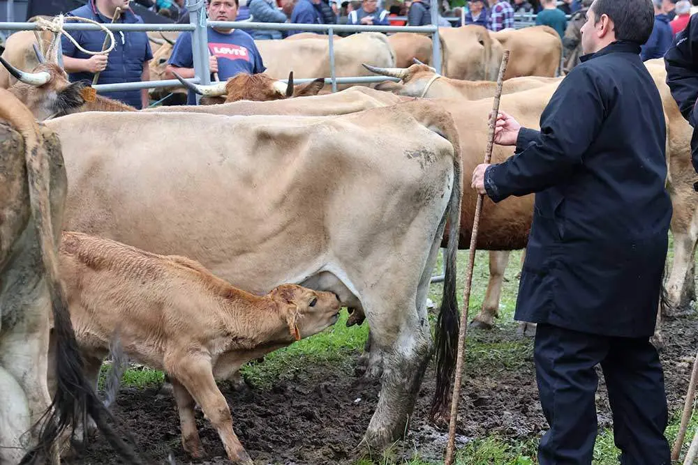 feriona-corao-2024-25