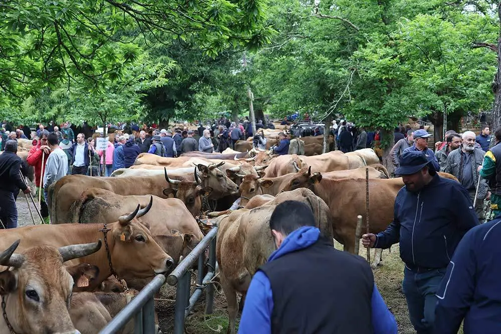 feriona-corao-2024-29