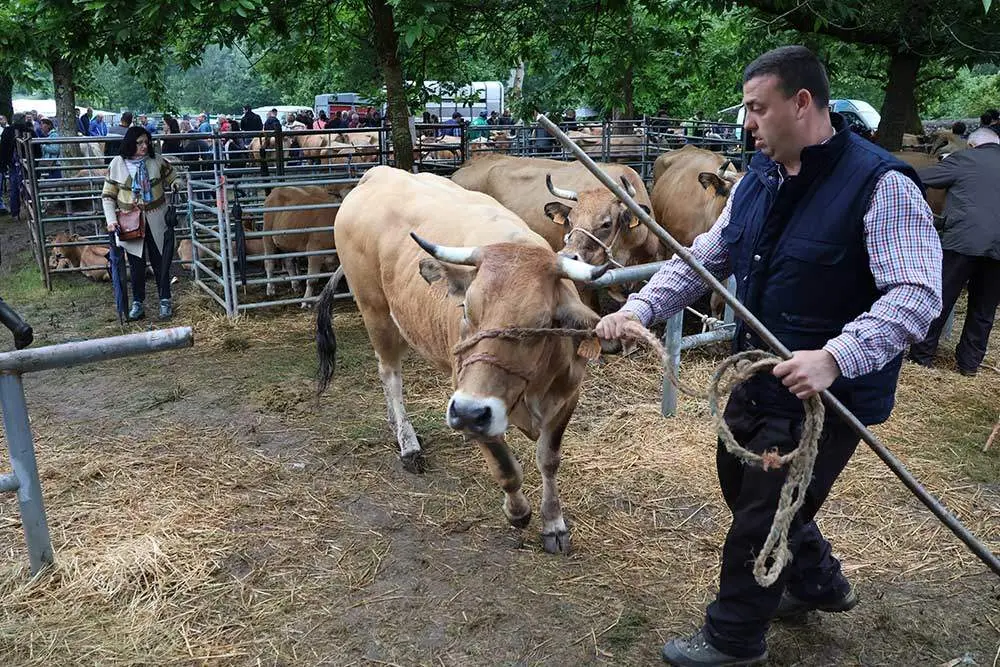 feriona-corao-2024-37