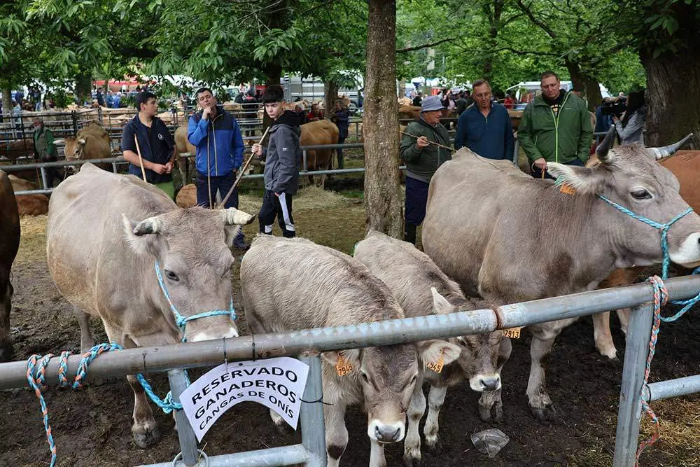 feriona-corao-2024-39