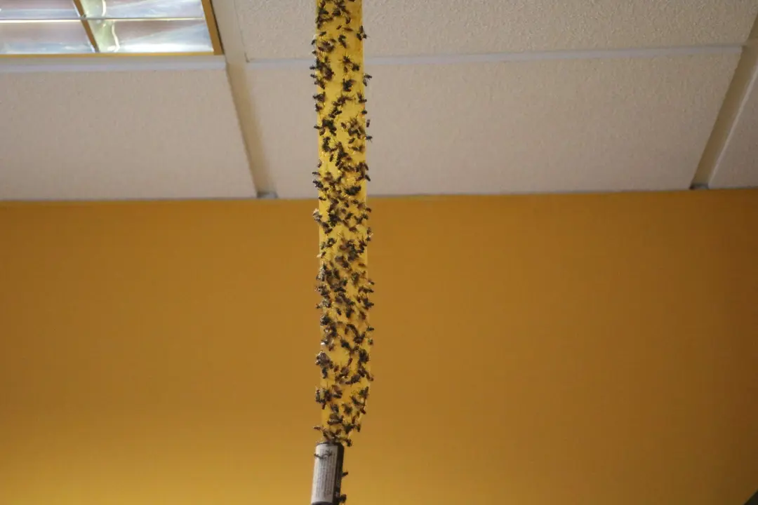 Una de las cintas anti moscas colgadas en la empresa Climastar