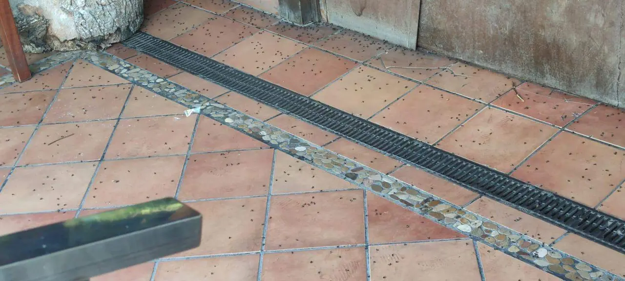Cientos de moscas muertas en el suelo