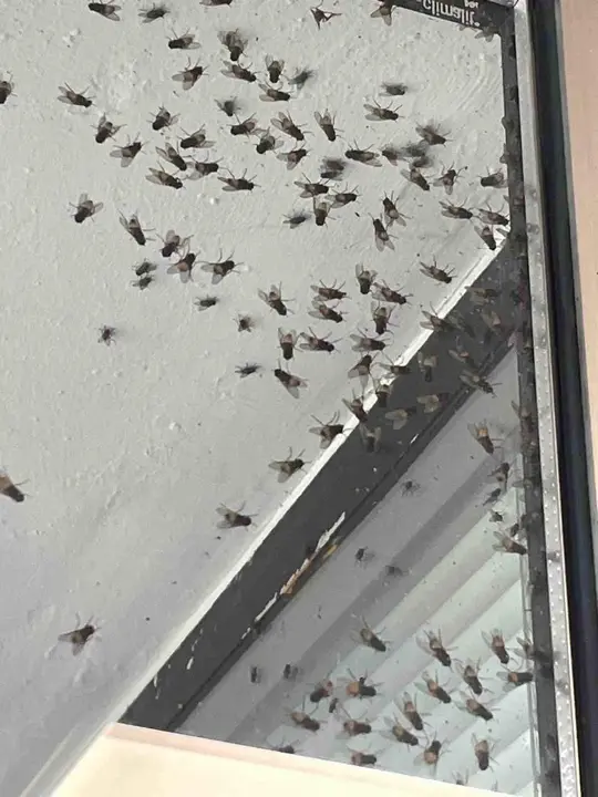 moscas-pruvia-ventana