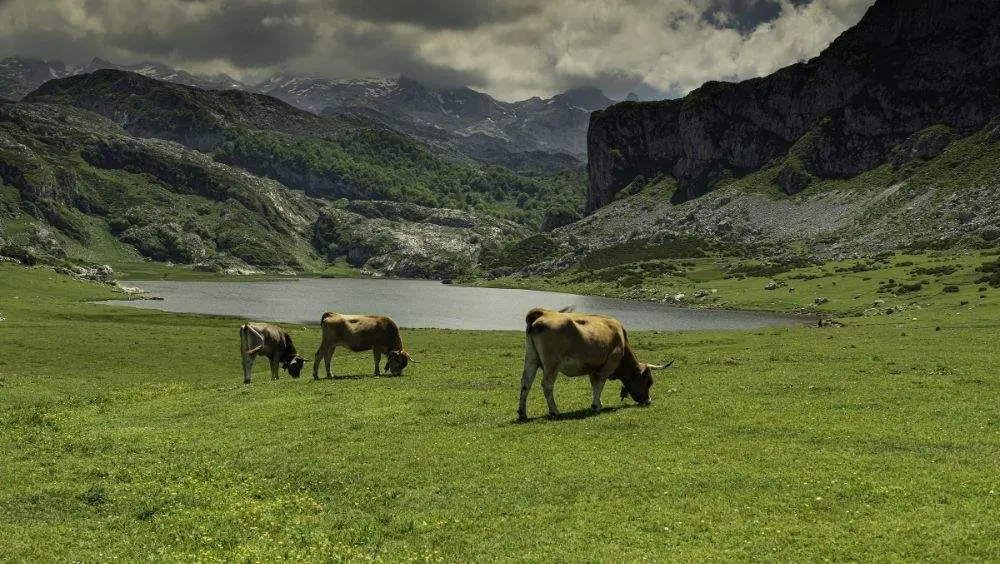 Picos de Europa.
Julio Herrera Men&eacute;ndez