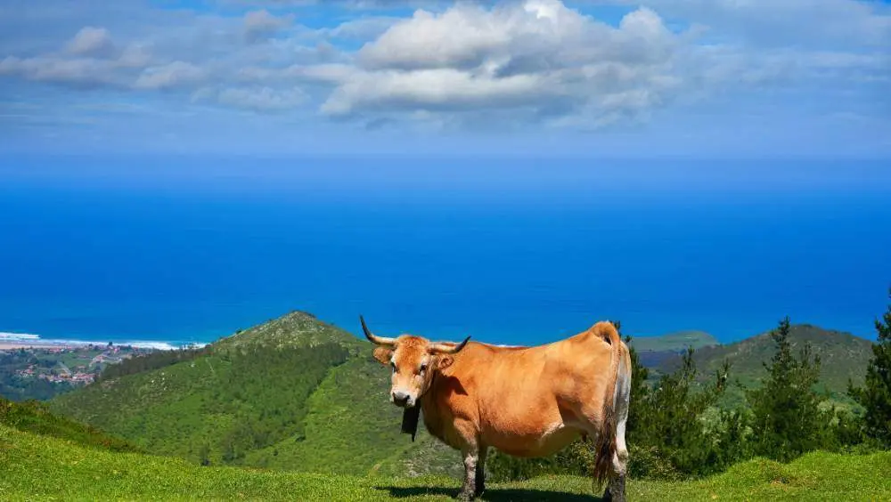 conflicto-ganadero-pilona-colunga