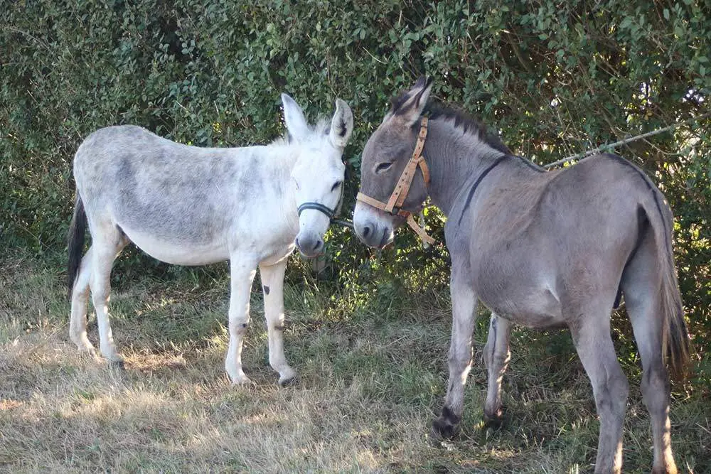burros-munco-2024-056