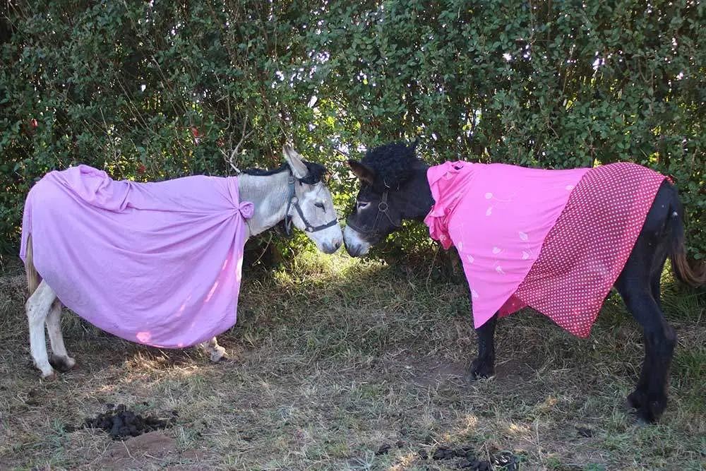 burros-munco-2024-049