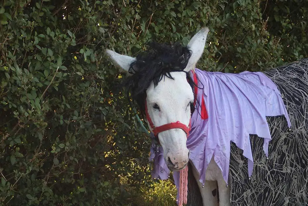 burros-munco-2024-048