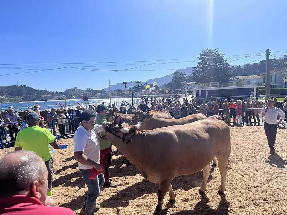 concurso-ganado-playa-ribadesella-2024-03