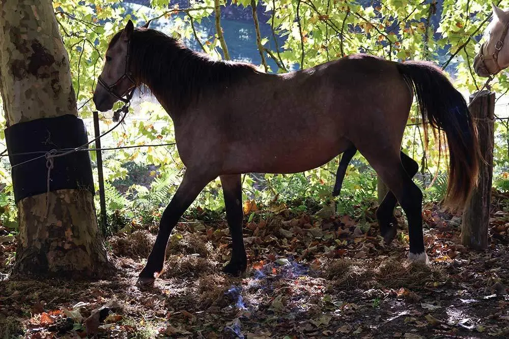 feria-santa-teresa-2024-016