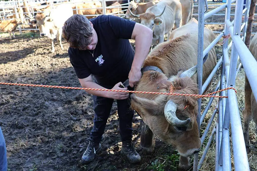 feria-santa-teresa-2024-028