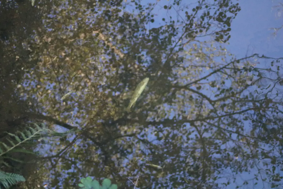 El vertido ha ocasionado la muerte de cientos de peces