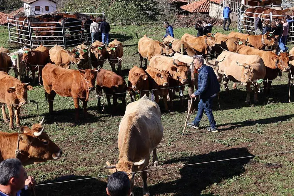 feria-sajambre-2024-019
