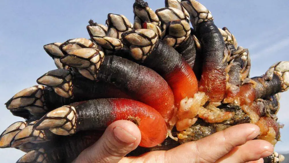 juicio-percebes-pesca-ilegal-llanes