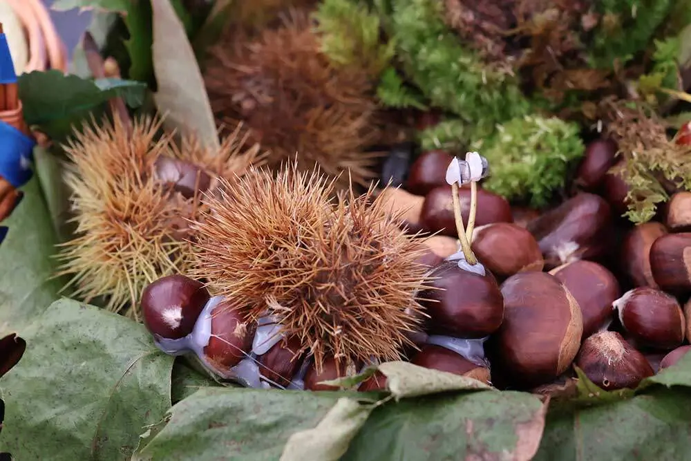 castana-arriondas-2024-032