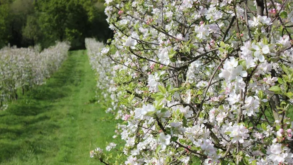 floracion-manzano-comarca-sidra