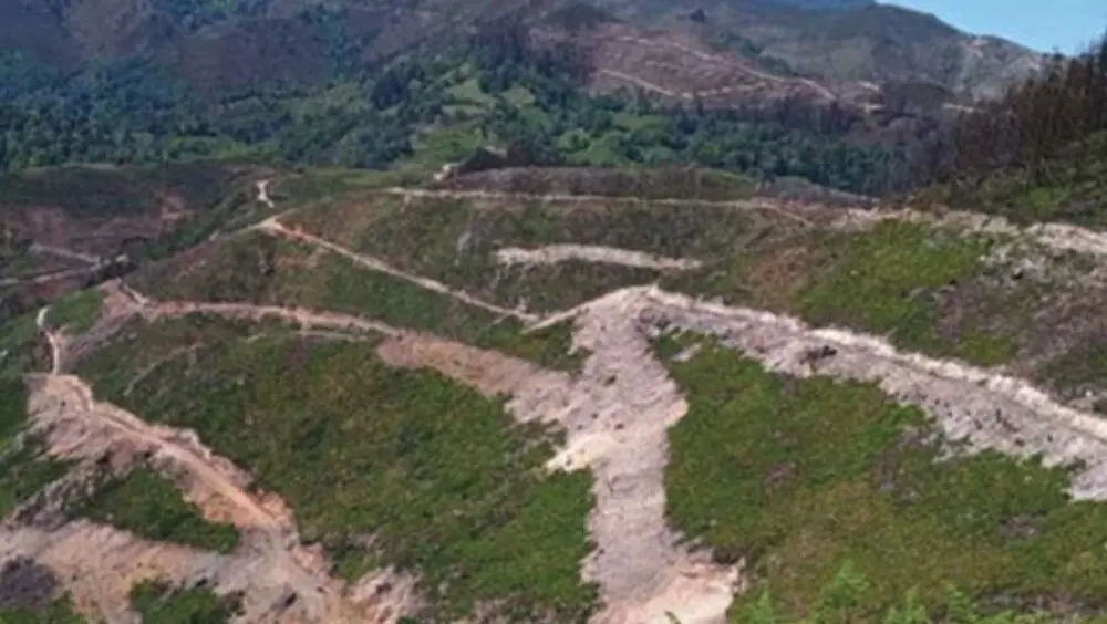 repoblacion-monte-cuesta-coya-ques-pilona