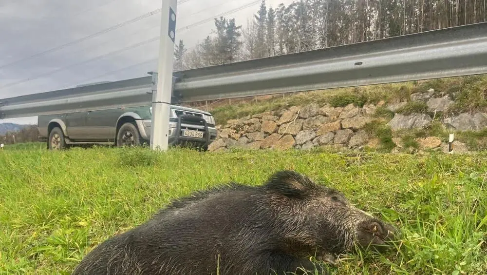 atropellos-jabali-cangas-onis-pilona