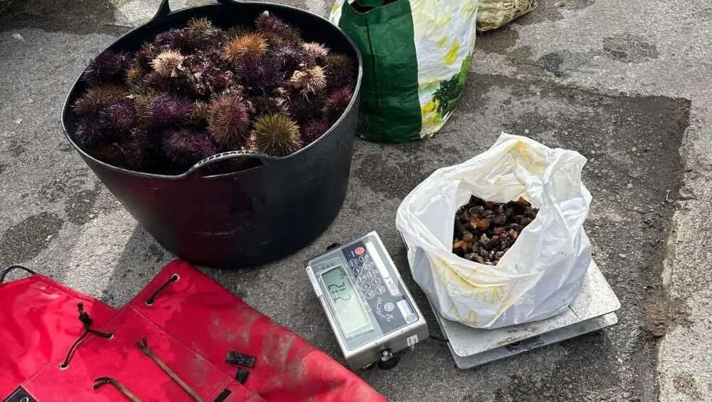 furtivo-ribadesella-oricios-percebes