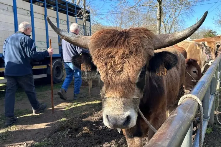 feria-corao-marzo-2025-5