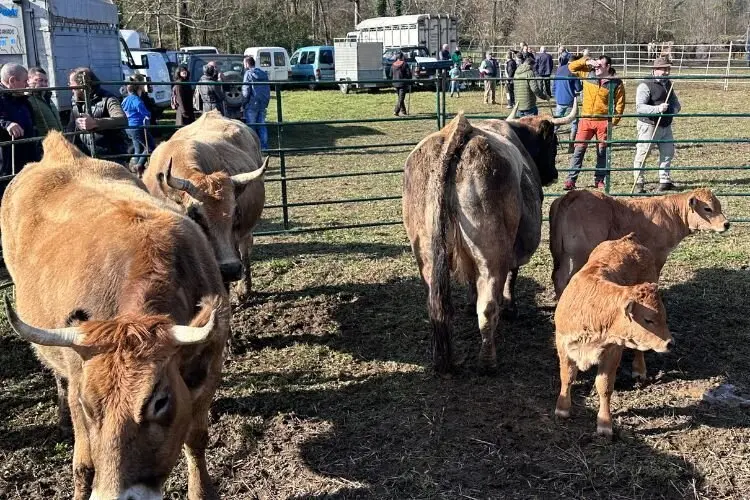 feria-corao-marzo-2025-9