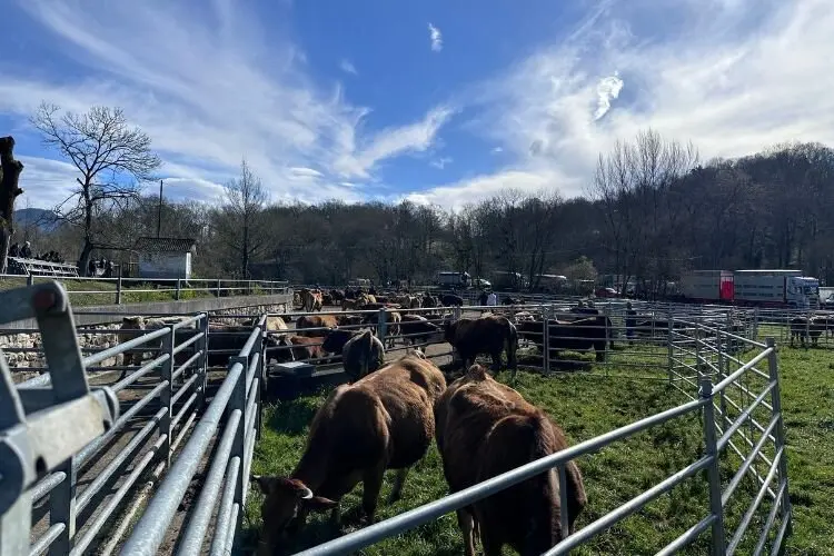 feria-corao-marzo-2025-10