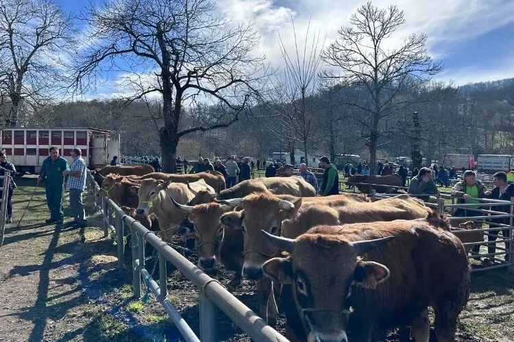 feria-corao-marzo-2025-20