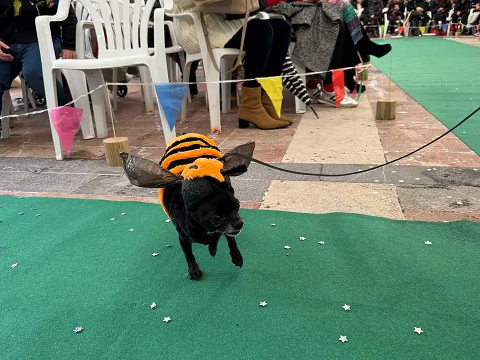 carnaval-mascotas-cangas-onis-2025-08