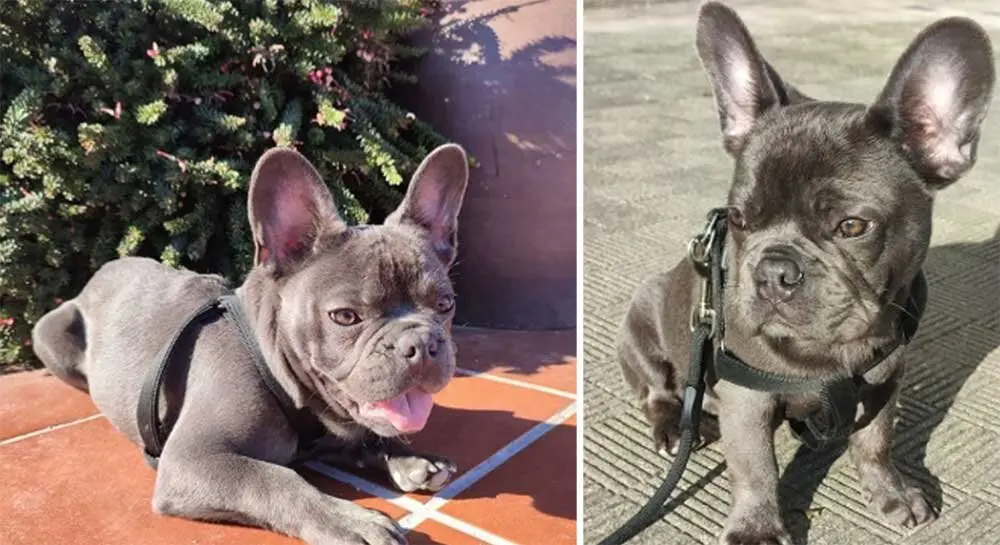 sazuke-perro-extraviado-02