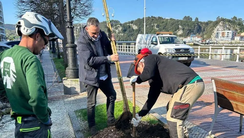 nuevos-arboles-plantados-ribadesella
