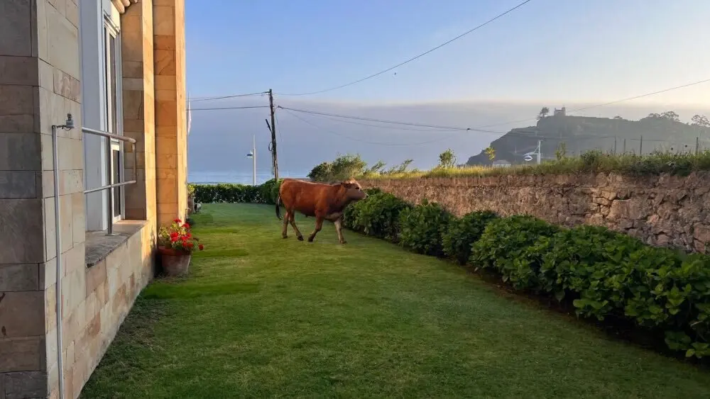 ternero-hotel-playa-ribadesella