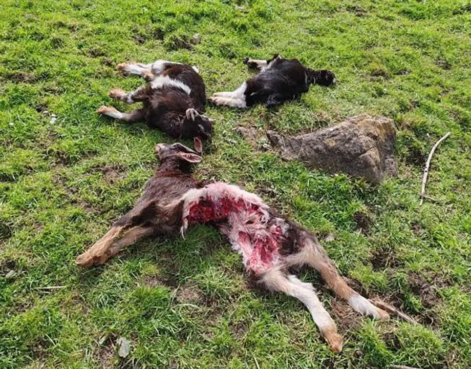 ataque-lobo-ribera-arriba-02