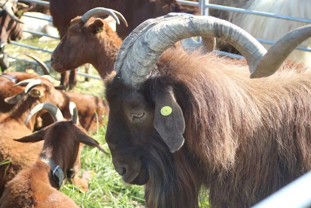 san-isidro-llanera-2025-01