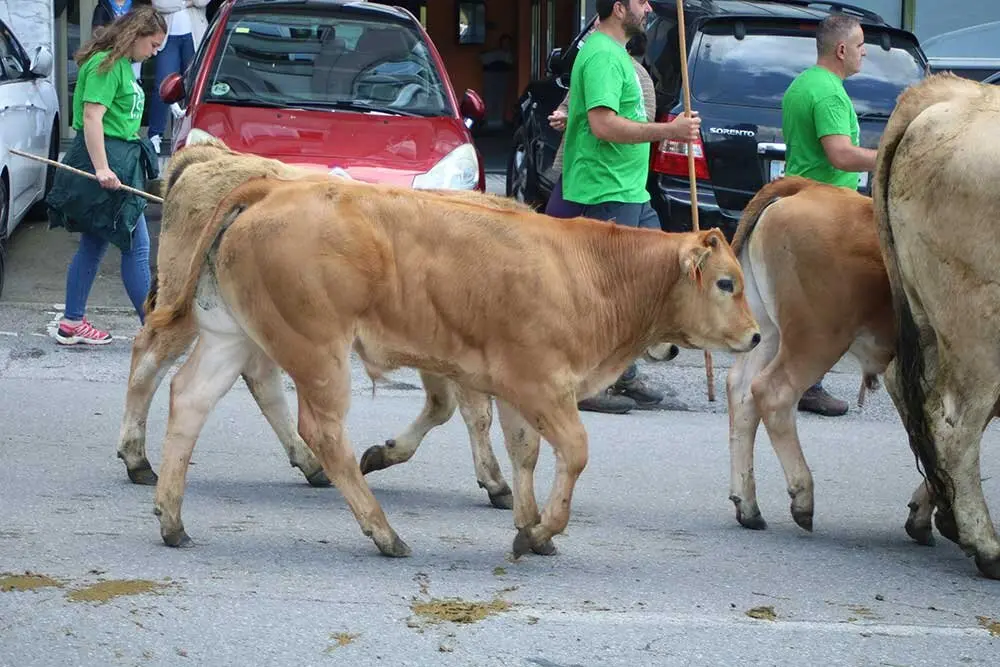 san-isidro-llanera-2025-054